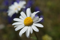 Margaretka
