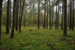 Prechádzka v tráve