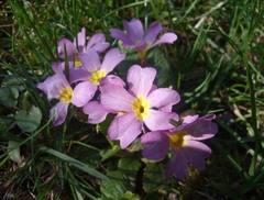 fialove kašky