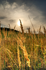 Fields of gold