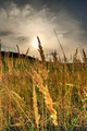 Fields of gold