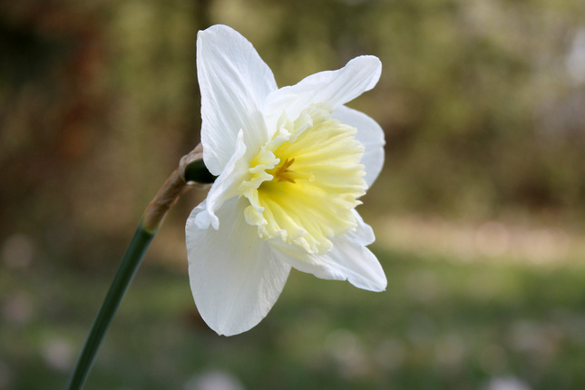 Narcis