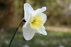 Narcis