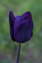 modrý tulipán