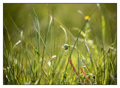 trávička zelená...