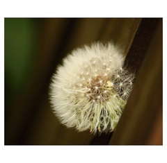 bielu mám hlavičku...