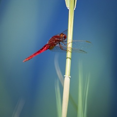 dragonfly