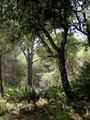 španielsky les