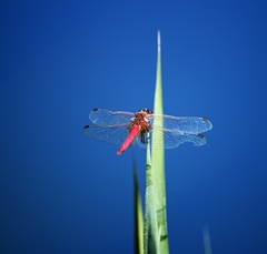 dragonfly II.