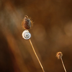 domcek na kuracej nozke