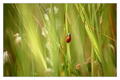 lienkové variácie I.