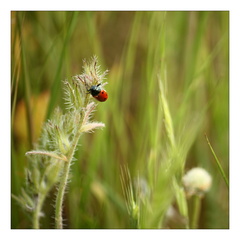 lienkové variácie II.