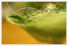 pomelo .. pomaranč ....