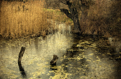 teplý dážď