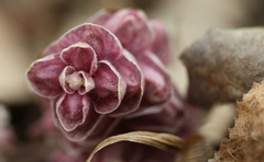 Lathrea squamaria