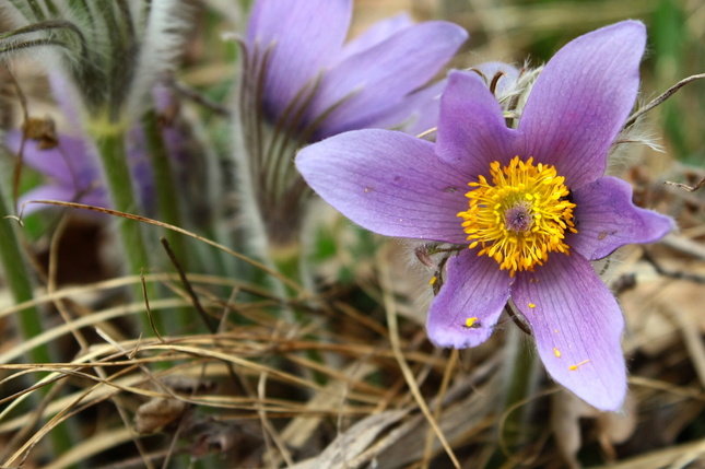 Pulsatilla grandis