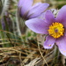 Pulsatilla grandis