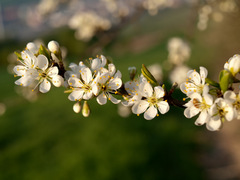 Vetvička...ale aká ???