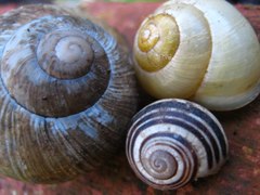 Slimaci