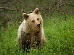Som z toho medveď :)