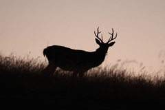 Stretnutie na svitaní