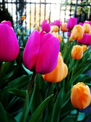 tulipaniky