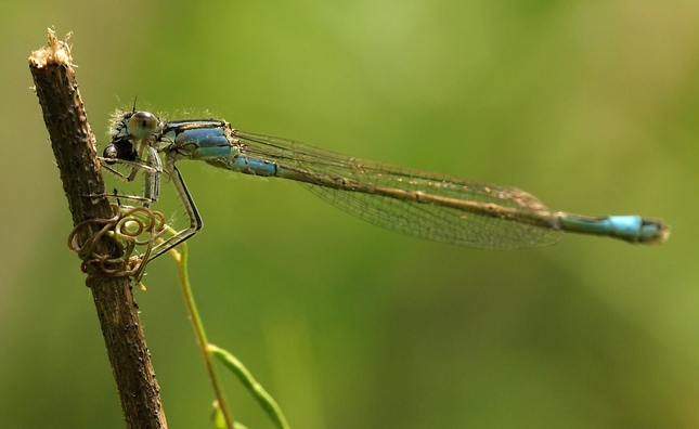 šidielko s korysťou