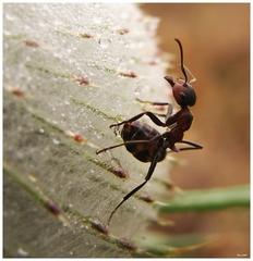 Mravec bojovník