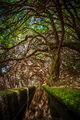 Levada