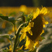 Heaven of Sunflowers