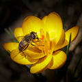 Včielka crocusová