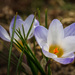 Crocusky