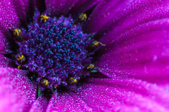 Rannou rosou pokropené