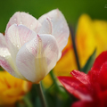 Orosený tulipán