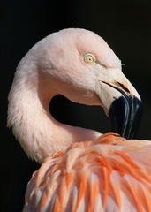 400mm