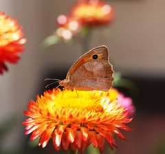 Motyl leta priletel