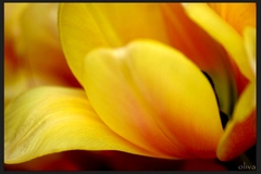 tulip