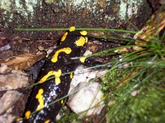 Salamandra škvrnitá