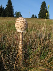 Bedľa