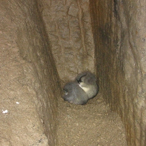 Zimujúce plchy sivé