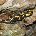 Salamandra