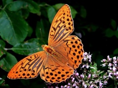 Motýľ