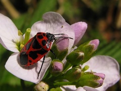 Bzdocha