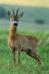 Capreolus