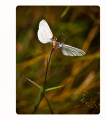 > flowerfly