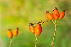 ... a Grigorov na obrázku