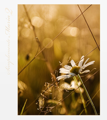 Simplemente María 2