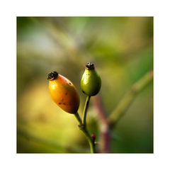 Rosehips - Pre-alpha 1 /  build 