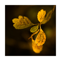 Autumn- RC1 / build 0.92.126