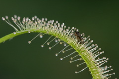 Drosera v akcii..